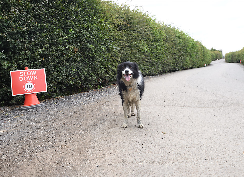 romley-dog-974